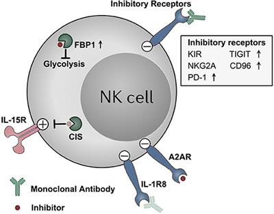 Frontiers | NK Cell Dysfunction And Checkpoint Immunotherapy